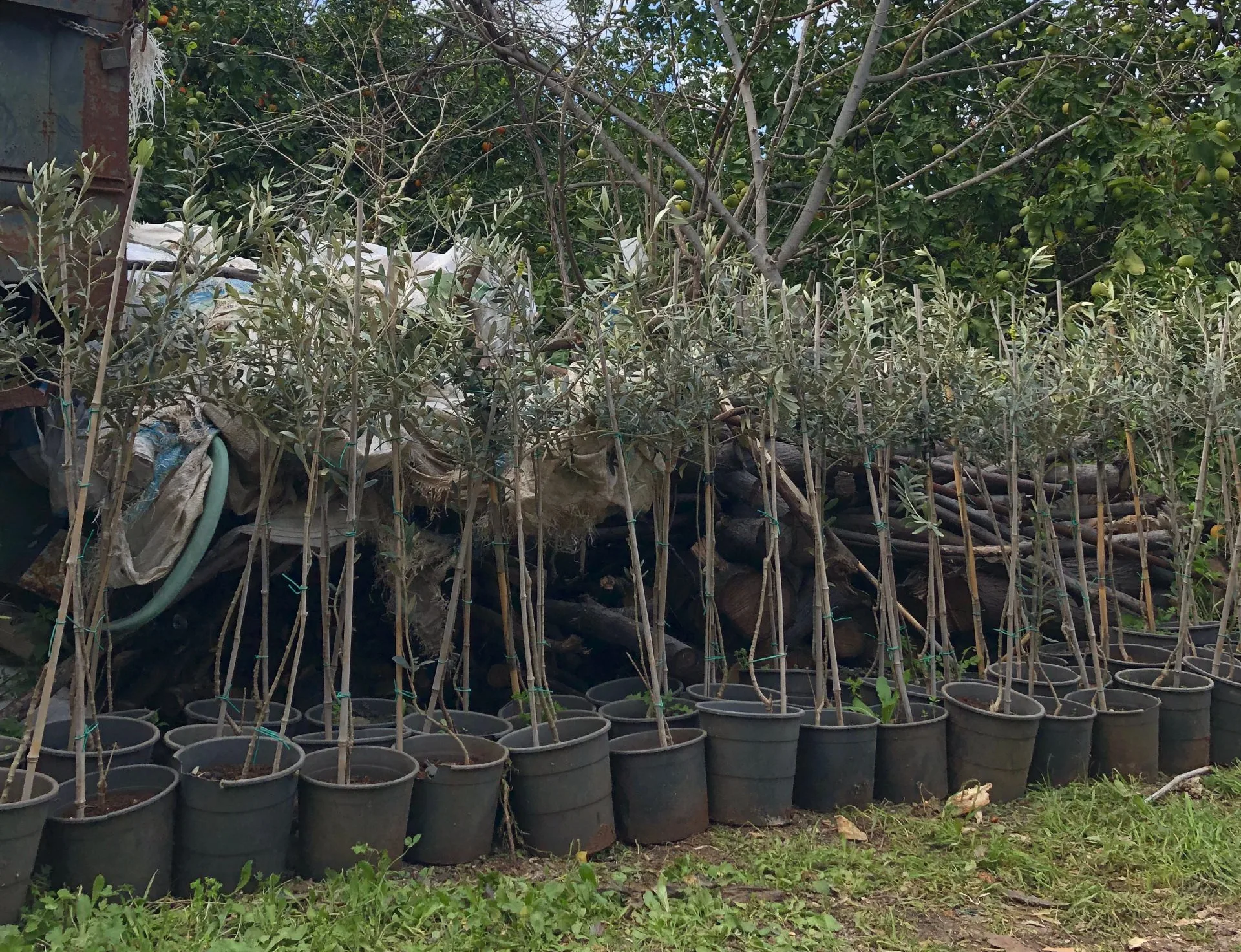 Pousses d’oliviers, région de Saïda (Sud Liban) février 2026.