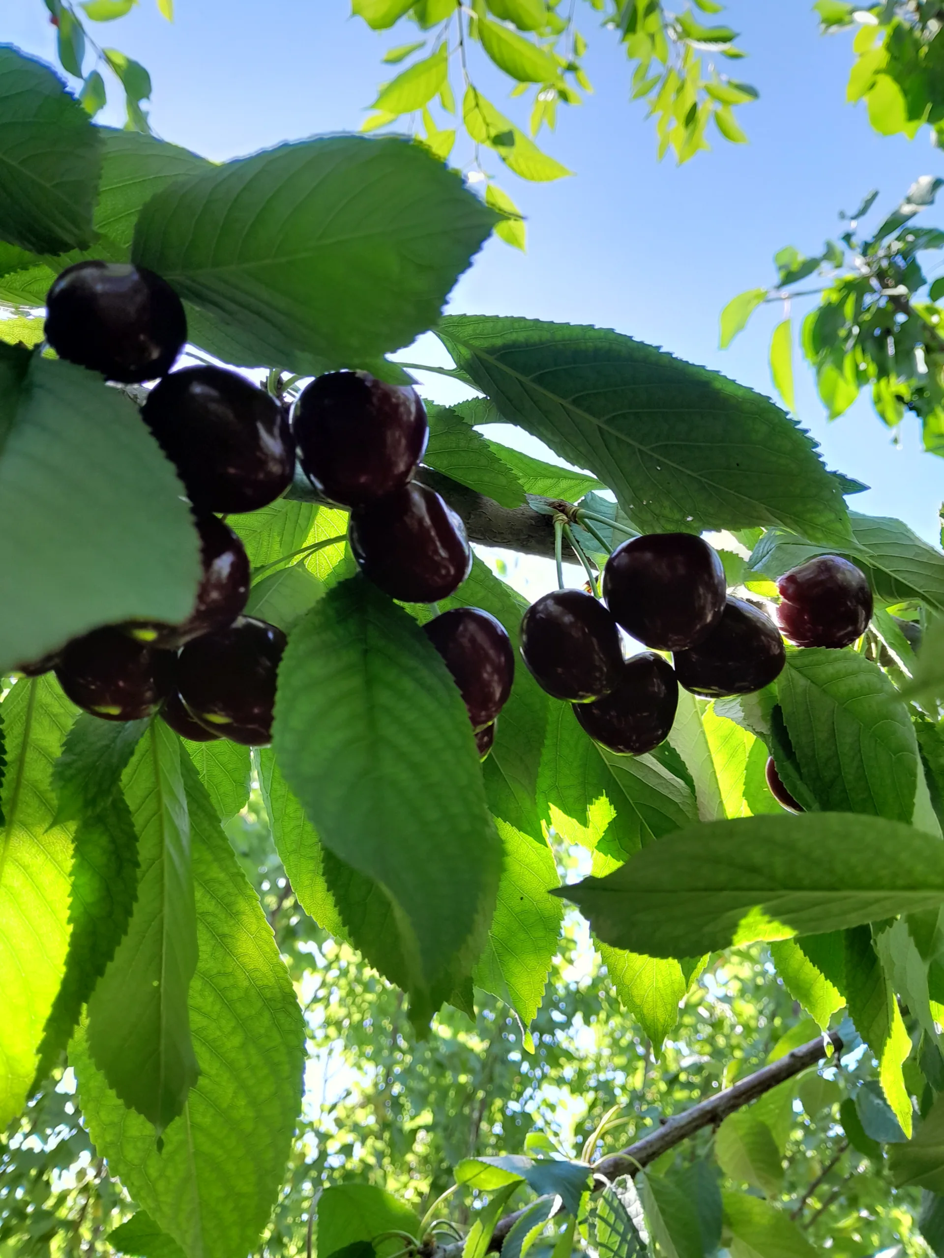 Des cerises sur un cerisier.