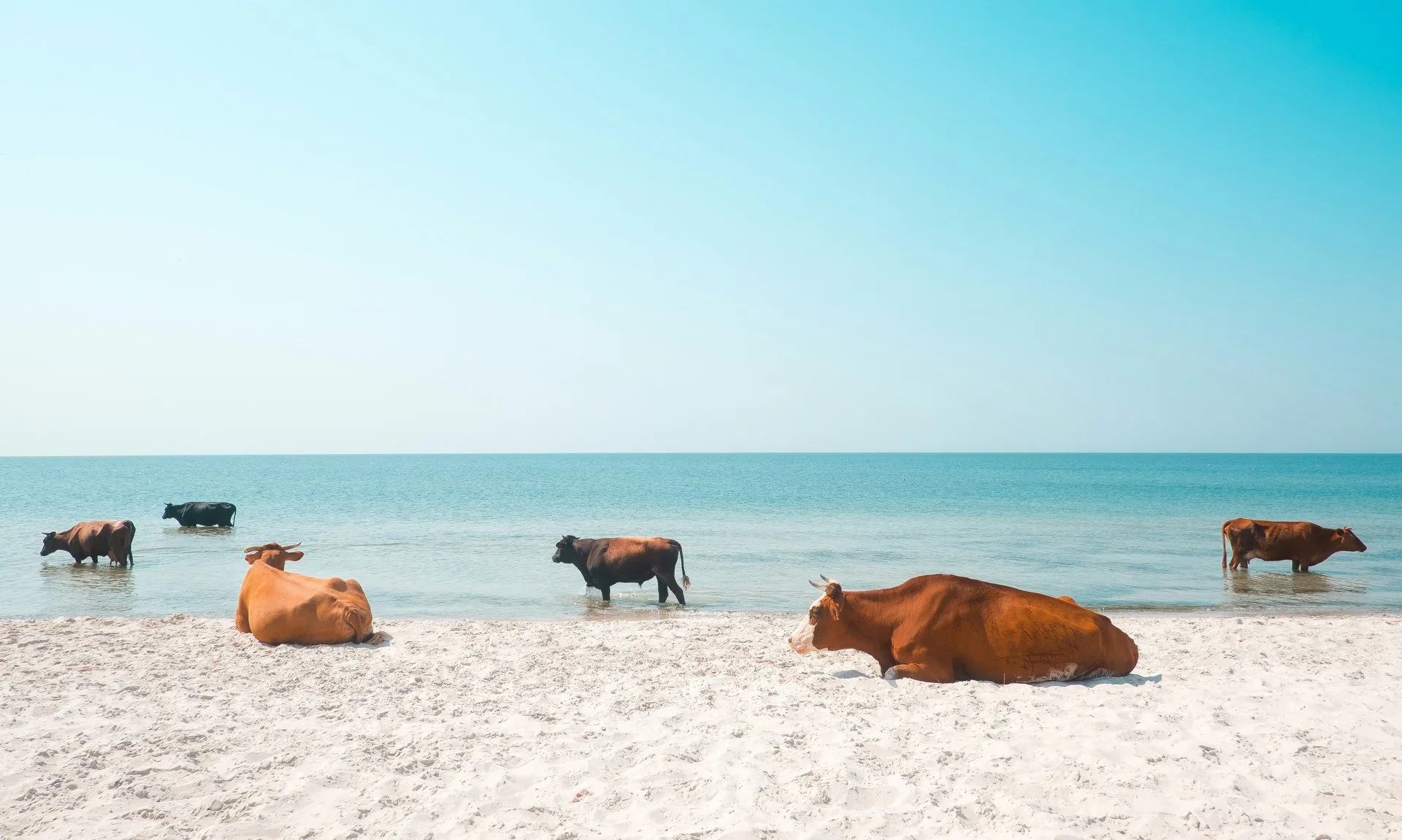 Image - Ce que la canicule fait au vivant