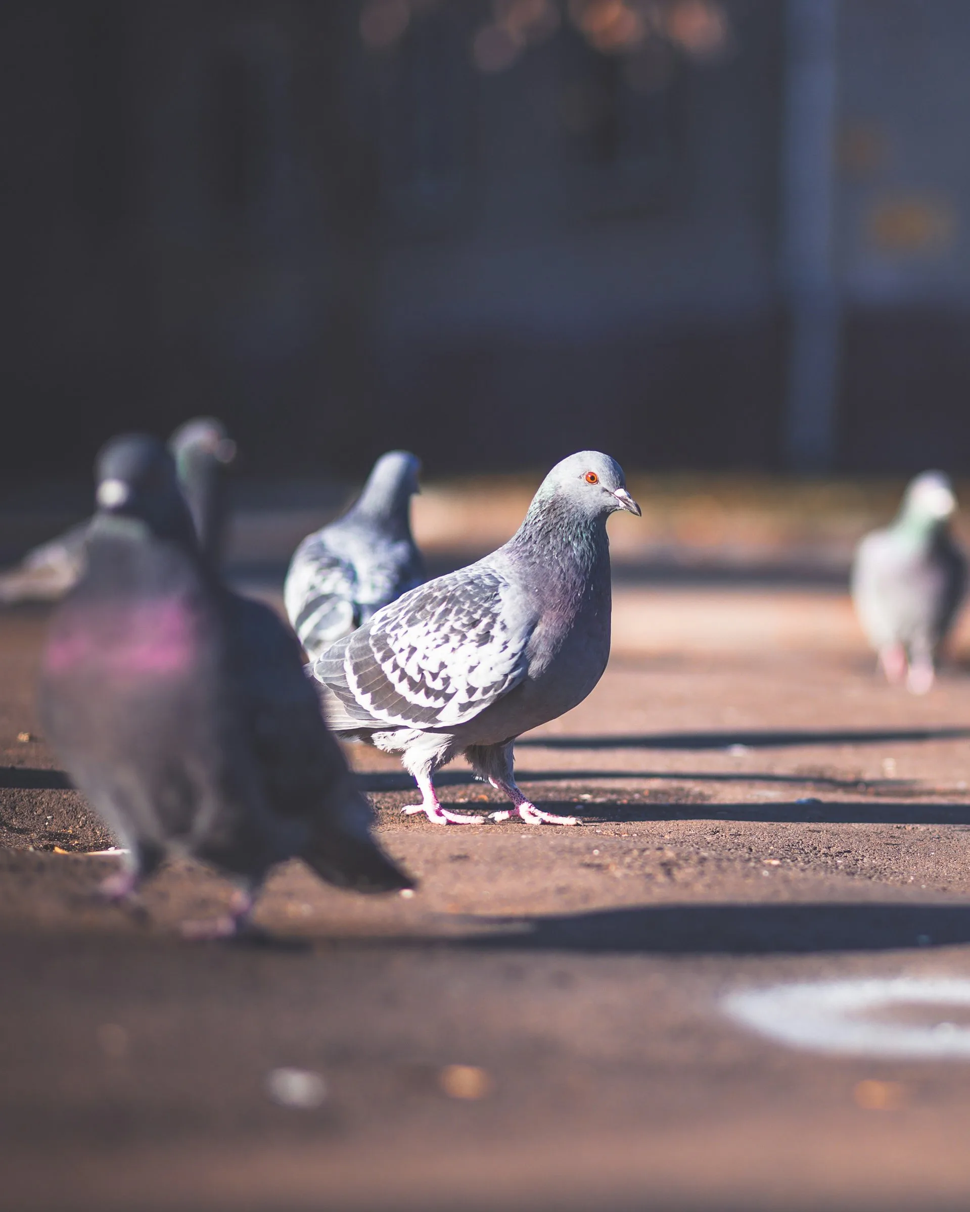 Image - Comment les pigeons s’orientent sans GPS ?